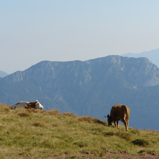 Alpine grazing