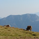 Alpine grazing