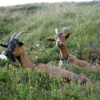 Goat cheese in Alpine farms