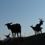 Holidays at an Alpine farm