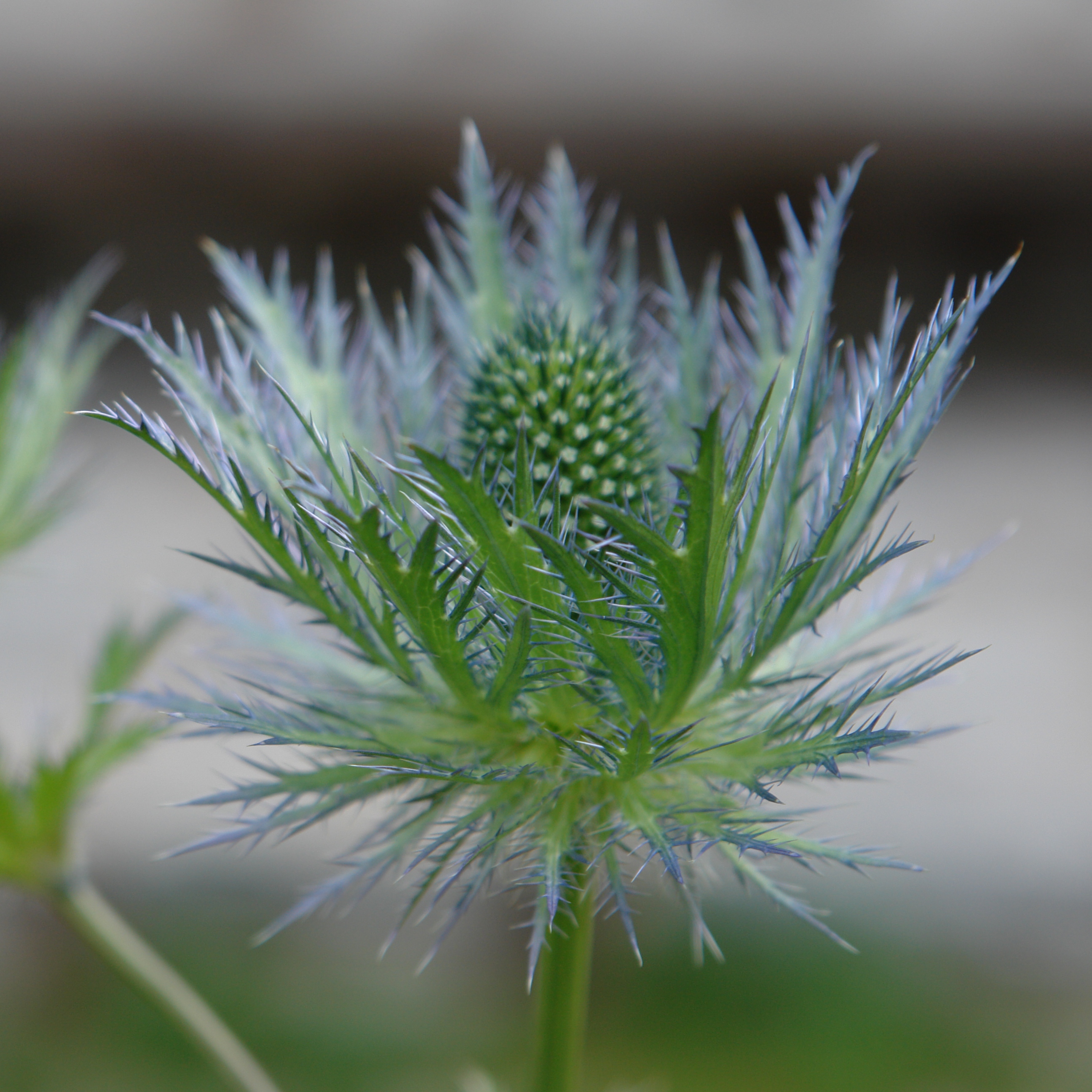 Pasture vegetation