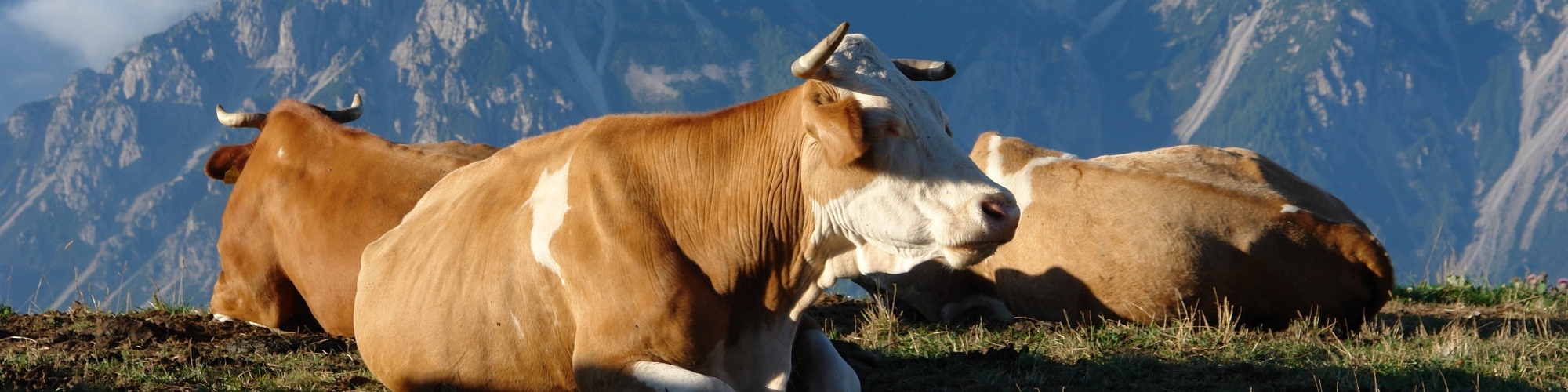 Sera a Malga Varmost (Forni di Sopra)