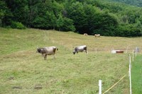 Gestione dei pascoli in malga Mongranda, con turnazione mista integrata 