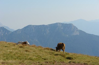 2) Alti pascoli (Monte Dimon Ligosullo).JPG