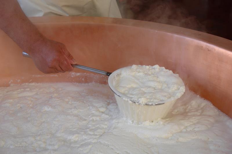 20) Raccolta della ricotta.JPG