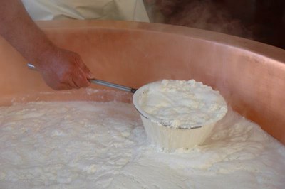 20) Raccolta della ricotta.JPG