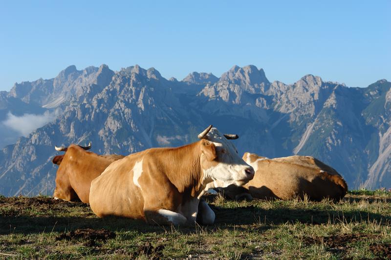 3) Sera a Malga Varmost (Forni di Sopra).JPG