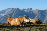 3) Sera a Malga Varmost (Forni di Sopra).JPG