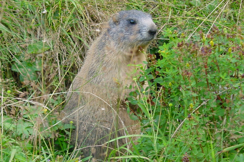 marmotta.JPG