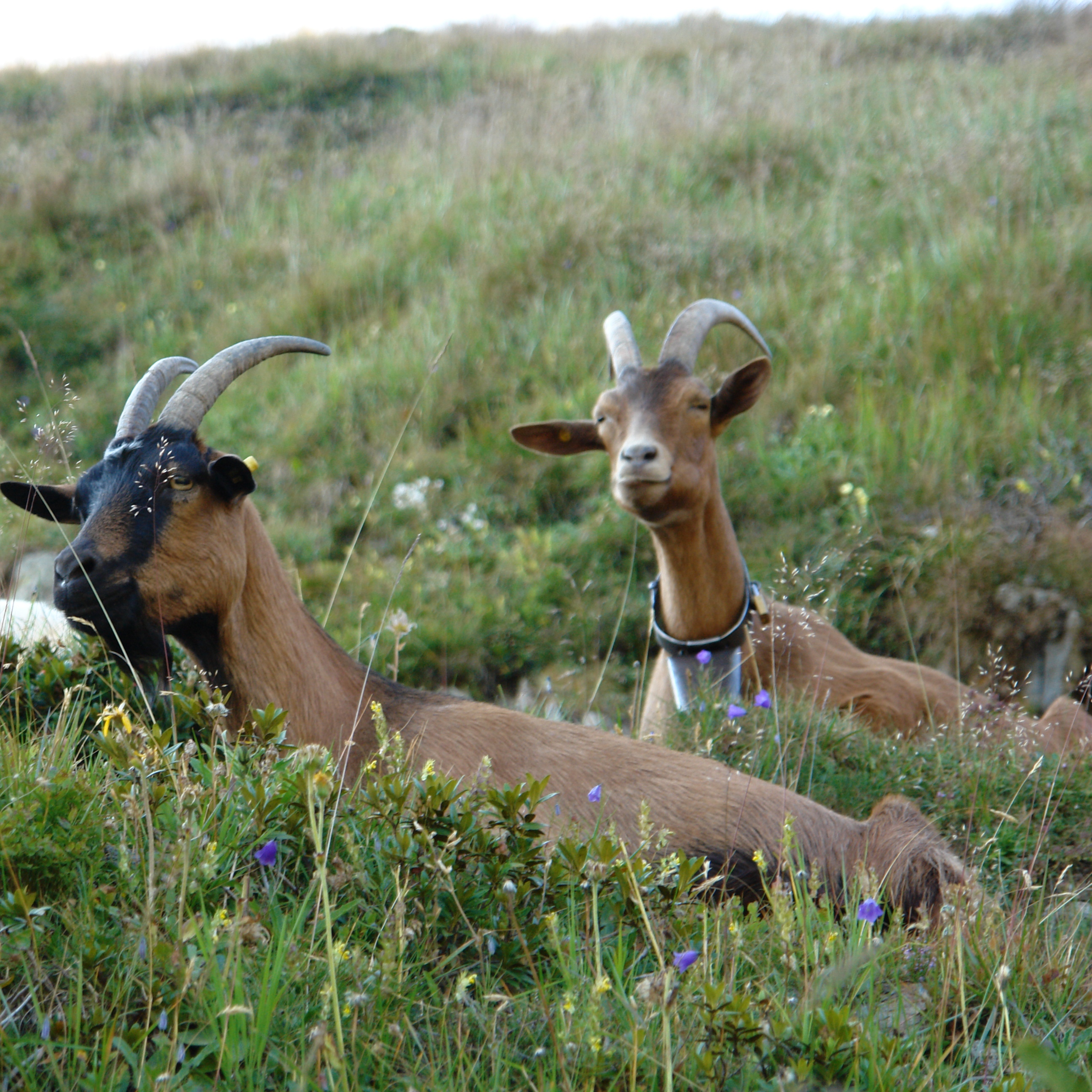 I “caprini” in malga